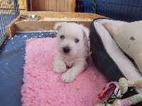 of Black Lollipop - West Highland White Terrier - Portée née le 30/04/2018