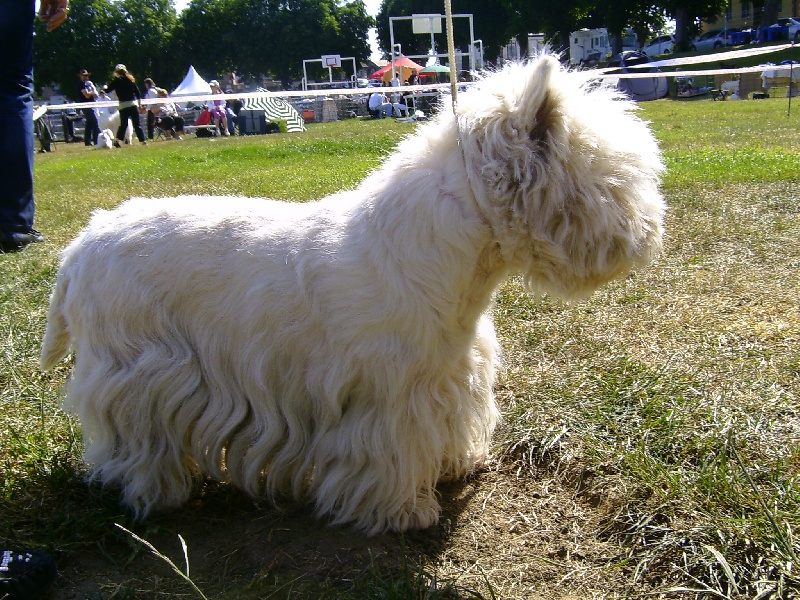 Beautyfull d'Aberfoyle