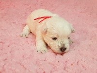 CHIOT
