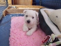 CHIOT