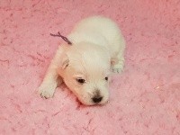 CHIOT