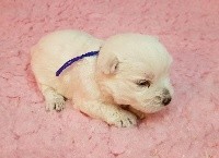 CHIOT