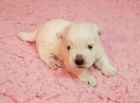 CHIOT