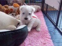 CHIOT