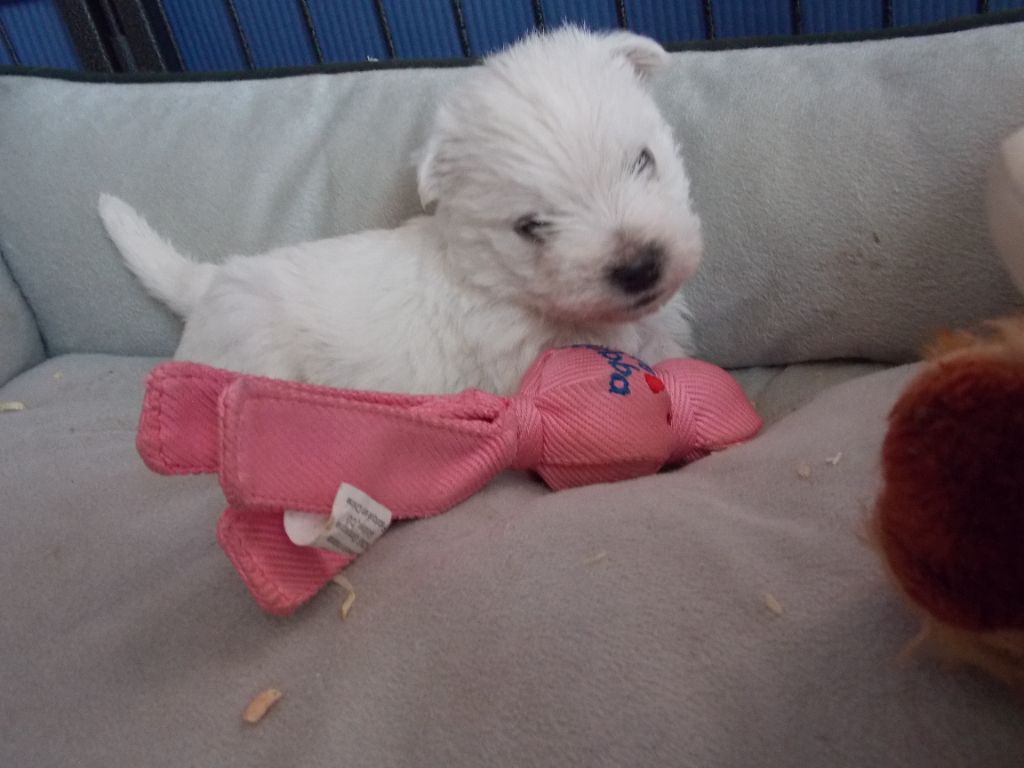 of Black Lollipop - West Highland White Terrier - Portée née le 30/04/2018